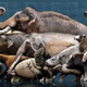 Illustration for article titled Pliestocene megafauna, ranked